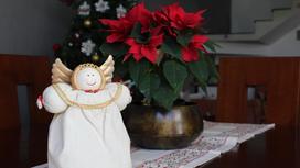 Пуансеттия и рождественский ангелочек