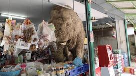 Слон в продуктовом магазине Тайланда