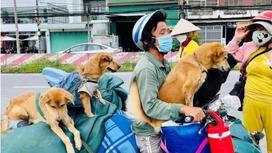 Фам Минх Хунг с собаками