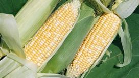 Казахстанская кукуруза