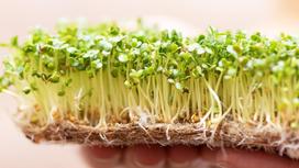 Микрозелень растет на специальном коврике. Коврик держат на ладонях