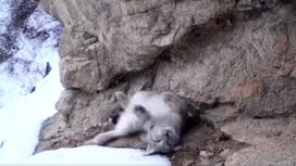 Туркестанская рысь лежит возле скалы