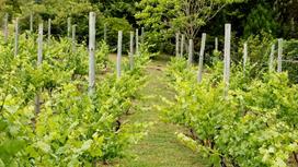Виноградные кусты высажены рядами и привязаны к шпалерам с деревянными опорами и проволокой
