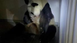 Панда-мама