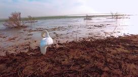 Лебедь сидит на берегу водоема