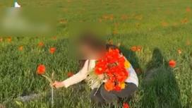 Девушка срывает краснокнижные тюльпаны