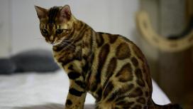 Кошка с леопардовым окрасом сидит боком и смотрит вниз