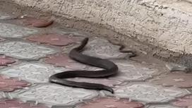 Змеи в Актау