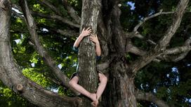 Мальчик забрался на дерево