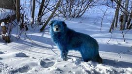Синие собаки в Дзержинске
