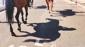 Лошади шагают по дороге