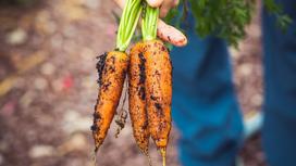Морковь в земле держат в руке за листья