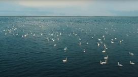 Утки и лебеди на поверхности озера Караколь