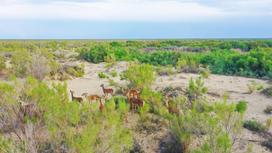 Выпуск бухарского оленя в Иле-Балхашском резервате