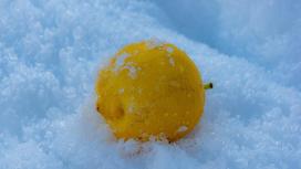 Лимон и снег