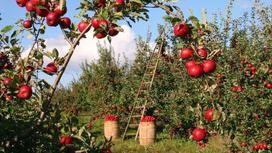 Спелые яблоки висят на деревьях в саду
