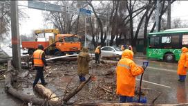 Упавшее дерево убирают в проезжей части улицы в Алматы
