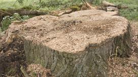Пень от срубленного дерева