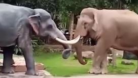 Слон сбил статую, приняв за оппонента
