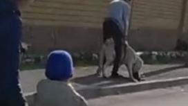 Собака загрызла кота в Павлодаре