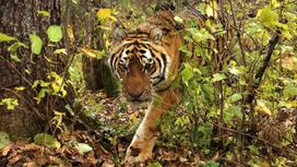 Тигр идет рядом с деревом