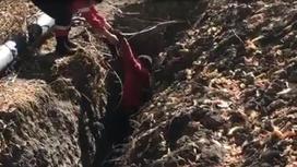 Спасатели извлекают щенков из ямы