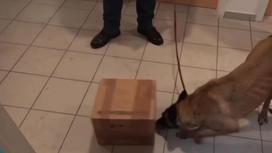 Собака обнюхивает коробку