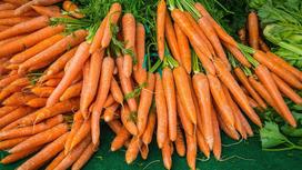 Морковь с листьями лежит кучей на зеленом покрытии