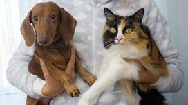 Кошка и собака на руках у женщины