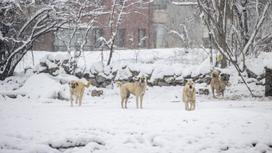Бродячие собаки стоят на фоне снега
