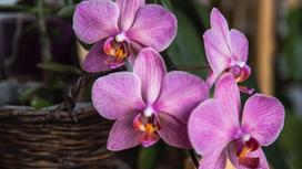 Цветущая орхидея в кашпо