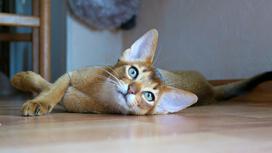 Кошка с короткой шерстью и большими ушами лежит на полу и откинула лапы в сторону