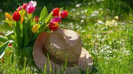 Тюльпаны и шляпка