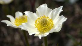 Белые цветки анемоны с желтыми тычинками