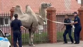 В Павлодаре ловили верблюда