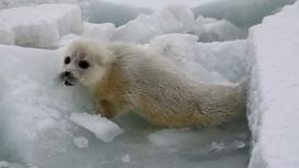 Тюлененок ползет по льдине