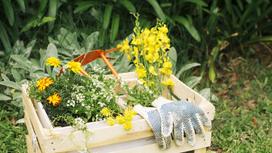 Ящик с цветущими саженцами цветов, садовой тяпкой и рабочими перчатками стоит на траве