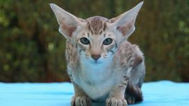 Серая полосатая кошка с большими ушами сидит на голубой подстилке