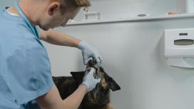Ветеринар осматривает зубы собаки