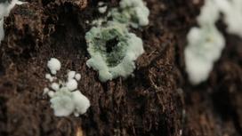 Круглые пятна грибка растут на древесине
