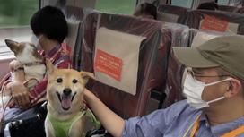 Вагоны для собак в Японии