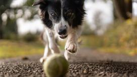 Собака играется с мячом