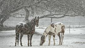 лошади стоят под снегом
