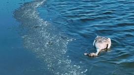 Мертвый лебедь на озере