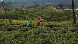 Чайные плантации в Шри-Ланке