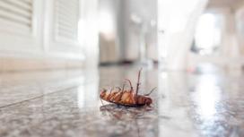 Таракан на полу в кухне