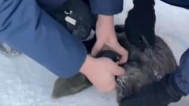 Спасатели реанимируют кошку