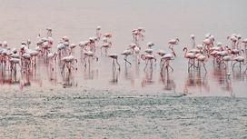 Фламинго стоят в воде