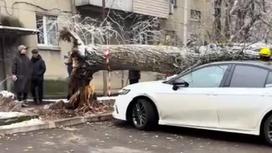 Дерево упало во дворе дома