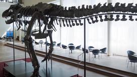 Скелет тираннозавра рекс